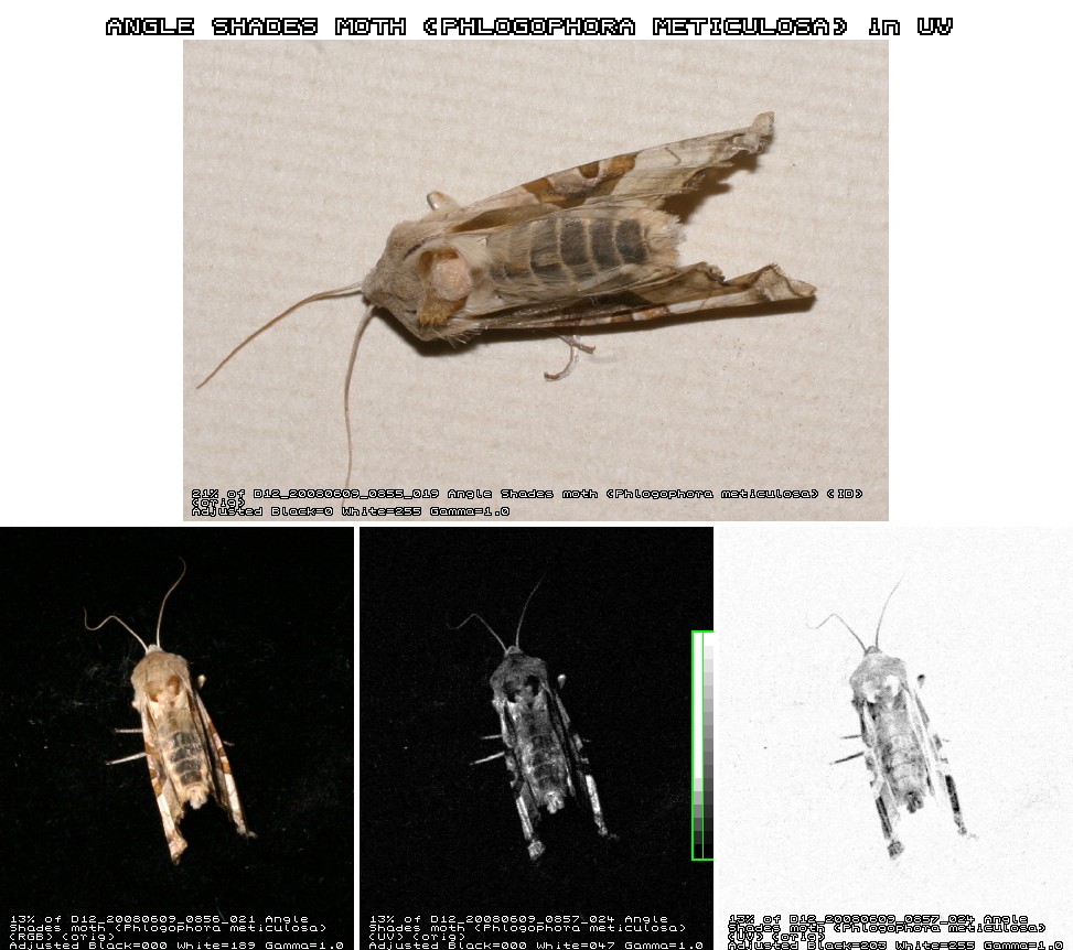 Images in Ultraviolet (UV) Light